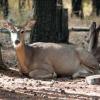 120927_058_cypresshills_whitetaildeer
