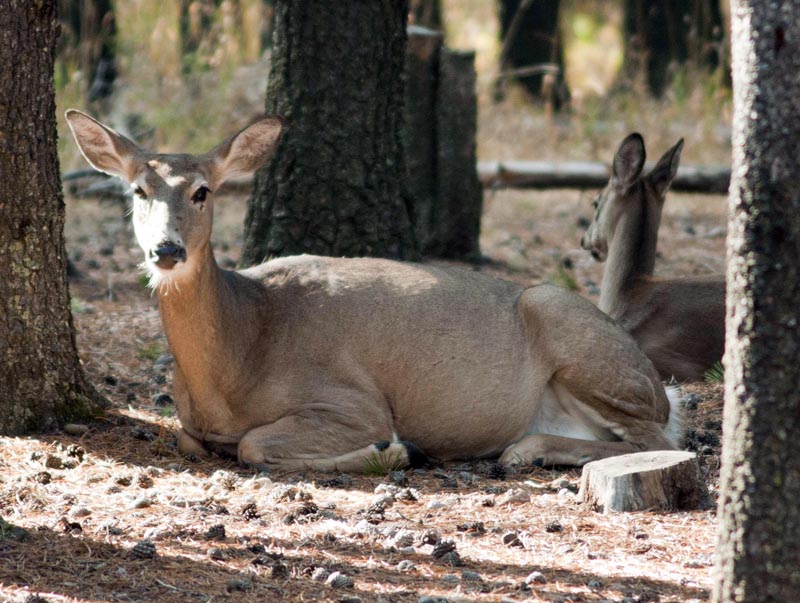 120927_058_cypresshills_whitetaildeer