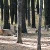 120927_059_cypresshills_whitetaildeer