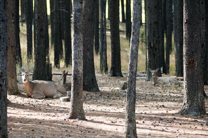 120927_059_cypresshills_whitetaildeer