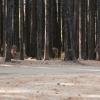 120927_060_cypresshills_whitetaildeer