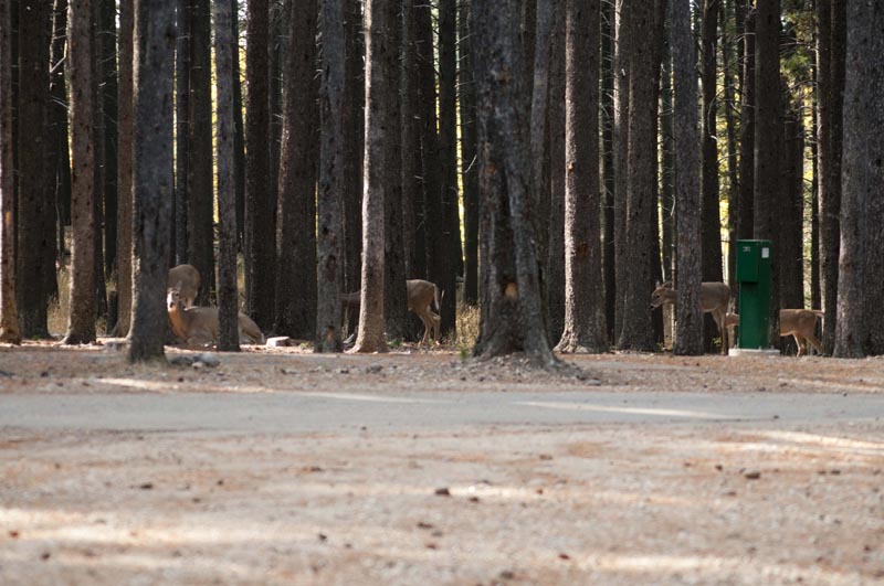 120927_060_cypresshills_whitetaildeer