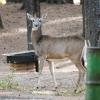 120927_061_cypresshills_whitetaildeer