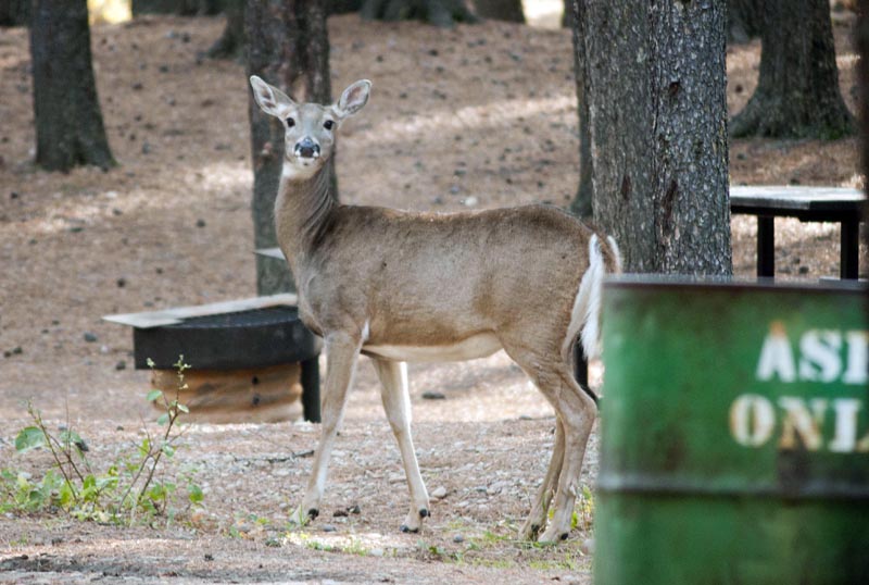 120927_061_cypresshills_whitetaildeer
